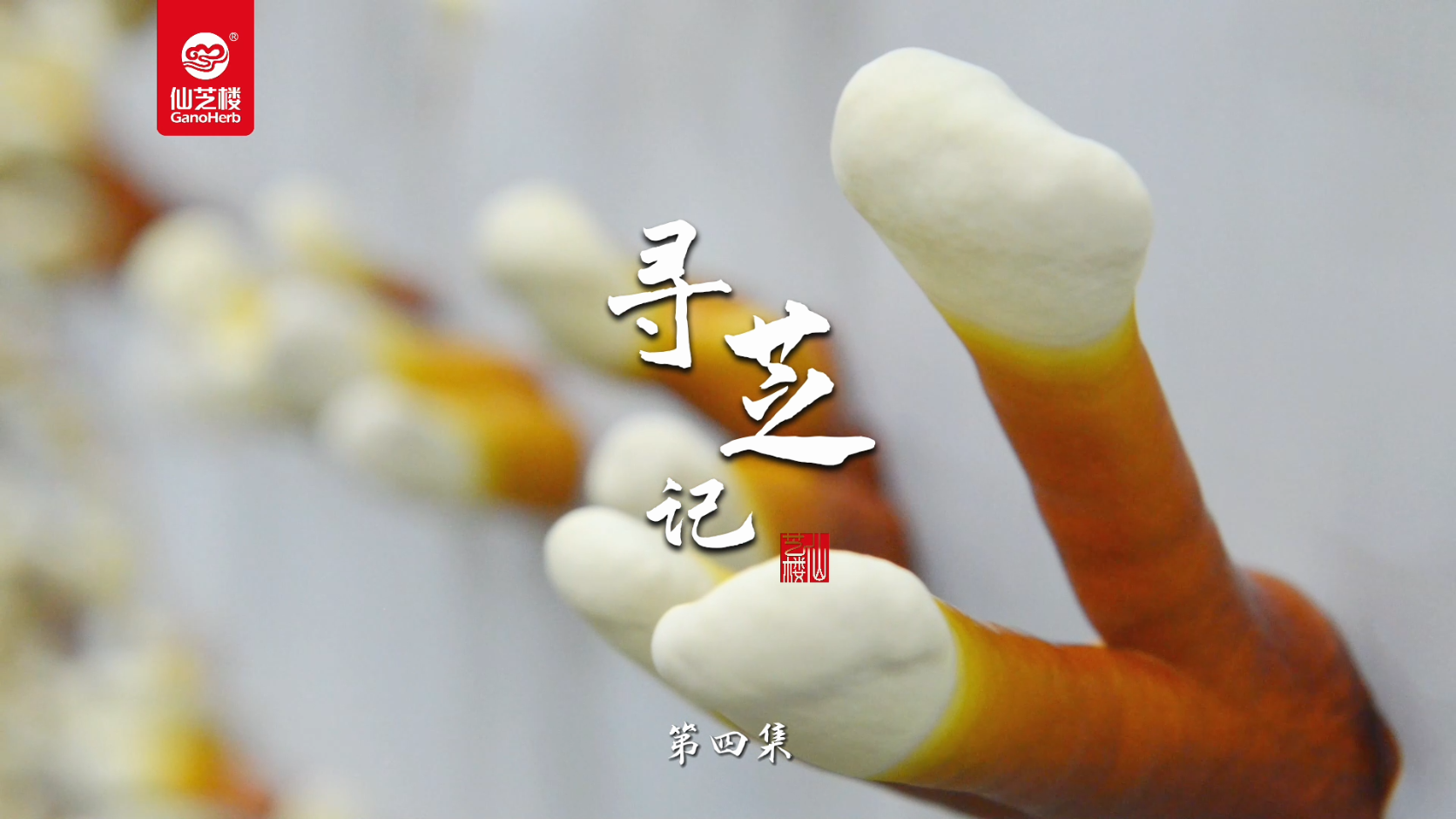 寻芝记-菌种中心
